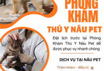 Phòng khám thú y gần Bến Cát uy tín – Giải pháp chăm sóc thú cưng toàn diện tại PK Thú Y Nâu Pet Bình Dương
