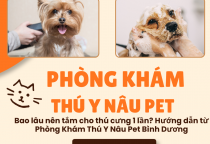 Bao lâu nên tắm cho thú cưng 1 lần? Hướng dẫn từ Phòng Khám Thú Y Nâu Pet Bình Dương