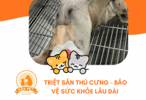 Vì sao nên triệt sản thú cưng? Những lợi ích quan trọng bạn cần biết