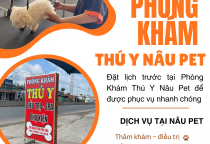 Tắm sấy spa thú cưng đúng cách – Bí quyết chăm sóc toàn diện từ Phòng Khám Thú Y Nâu Pet Bình Dương