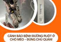 Bệnh đường ruột ở chó – Nguyên nhân, dấu hiệu và cách phòng ngừa hiệu quả
