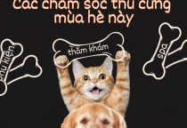 Mùa nóng và nguy cơ dịch bệnh ở thú cưng – Chủ nuôi cần lưu ý gì?