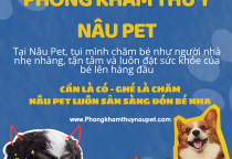 Nâu Pet – Nơi được khách hàng tin tưởng sử dụng dịch vụ thú cưng hàng đầu tại Bình Dương