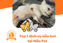 Top 1 dịch vụ siêu hot tại Nâu Pet – Hái bi cho chó mèo an toàn, hiệu quả