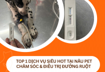 Top 1 dịch vụ siêu hot tại Nâu Pet – Điều trị bệnh đường ruột thú cưng hiệu quả