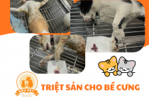 Dịch Vụ Hái Bi, Triệt Sản Thú Cưng Tại Nâu Pet Bình Dương – Giải Pháp Chăm Sóc Sức Khỏe Toàn Diện Cho Bé Yêu