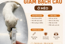 Bệnh giảm bạch cầu ở mèo có nguy hiểm không?