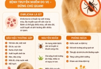 Ehrlichia ở chó: Dấu hiệu nhận biết, nguyên nhân và cách phòng ngừa