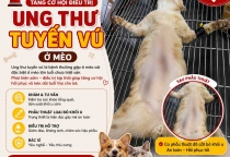 Vì Sao Ung Thư Tuyến Vú Ở Mèo Khá Phổ Biến?