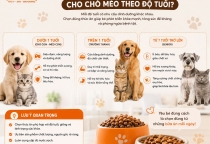 Làm Sao Chọn Đúng Thức Ăn Cho Chó Mèo Theo Độ Tuổi?