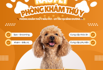 PHÒNG KHÁM THÚ Y NÂU PET – NGÔI NHÀ THỨ 2 CỦA BOSS TẠI BÌNH DƯƠNG