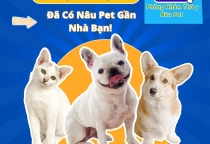 Tìm Spa Thú Cưng Gần Tân Định – Mỹ Phước – An Tây? Đã Có Nâu Pet Gần Nhà Bạn!
