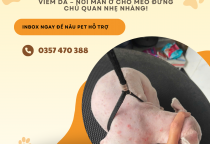  VIÊM DA – NỔI MẨN Ở CHÓ MÈO: CẢNH BÁO TỪ DẤU HIỆU NHỎ NHẤT!