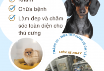 Tháng 10 – Mùa Thú Cưng Dễ Bệnh, Ba Mẹ Cần Lưu Ý!