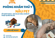 DỊCH VỤ CẮT ĐUÔI CHÓ POODLE TẠI PHÒNG KHÁM THÚ Y NÂU PET – AN TOÀN, KHÉO LÉO, ĐÚNG KỸ THUẬT 