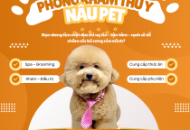  NÂU PET – SPA THÚ CƯNG BÌNH DƯƠNG UY TÍN, TẬN TÂM CHO BÉ YÊU! 