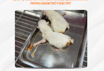 Dịch Vụ Cắt Đuôi Cho Chó Poodle Tại Bình Dương – Phòng Khám Thú Y Nâu Pet