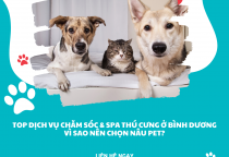 Top dịch vụ chăm sóc & spa thú cưng ở Bình Dương – Vì sao nên chọn Nâu Pet?