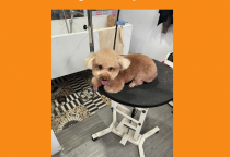 Dịch vụ siêu âm thú cưng tại Bình Dương | Phòng khám thú y Nâu Pet