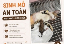 Nơi Sinh Uy Tín Cho Thú Cưng Tại Bình Dương – An Toàn Cho Mẹ, Khỏe Mạnh Cho Con