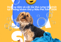 Dịch vụ tắm và cắt tỉa thú cưng tốt nhất tại Phòng khám thú y Nâu Pet năm 2026