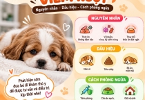Chó Con Bị Viêm Ruột: Nguyên Nhân, Dấu Hiệu Và Cách Phòng Ngừa