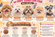 Chọn Kiểu Cắt Tỉa Theo Khuôn Mặt Và Chất Lông Của Chó Như Thế Nào?