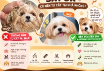 Lông Chó Bị Bết Dính Sát Da: Có Nên Tự Cắt Tại Nhà?