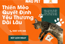Thiến Mèo An Toàn – Chăm Sóc Chủ Động Từ Nâu Pet Bình Dương