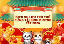 Dịch vụ lưu trú thú cưng tại Bình Dương Tết 2026 – Giải pháp an tâm cho ba mẹ bận rộn