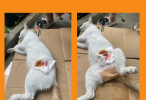 DỊCH VỤ TRIỆT SẢN THÚ CƯNG AN TOÀN – NÂU PET BÌNH DƯƠNG