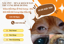  Viêm Kết Mạc Ở Chó Mèo Là Gì?