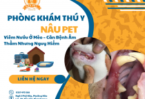  Viêm Nướu Ở Mèo – Căn Bệnh Âm Thầm Nhưng Nguy Hiểm