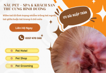  Viêm Tai Ở Thú Cưng Là Gì?