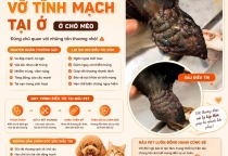 Vỡ Tĩnh Mạch Tai Ở Chó Mèo – Đừng Chủ Quan Với Những Tổn Thương Nhỏ