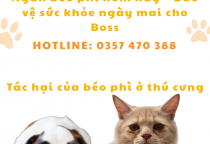 Bệnh Béo Phì Ở Chó Mèo – Nguy Hiểm Hơn Bạn Nghĩ!