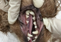 Dịch Vụ Cạo Vôi Răng Chó Mèo – Nâu Pet Spa Thú Cưng Bình Dương