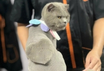 Mèo dị ứng với cát: Nhận biết và phòng ngừa