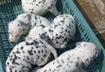 CHÓ ĐỐM DALMATIAN – ĐÀN CÚN CON SỨC KHỎE TỐT ĐANG TÌM SEN YÊU THƯƠNG