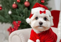 ĐÓN GIÁNG SINH CÙNG NÂU PET – CHĂM SÓC TOÀN DIỆN CHO THÚ CƯNG THÁNG 12