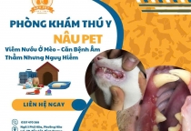 Vì sao thú cưng bị viêm nướu? Nguyên nhân và giải pháp phòng ngừa hiệu quả