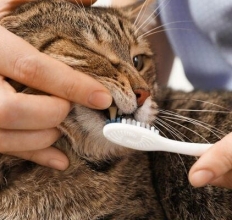 PHÒNG KHÁM THÚ Y NÂU PET