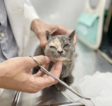 PHÒNG KHÁM THÚ Y NÂU PET