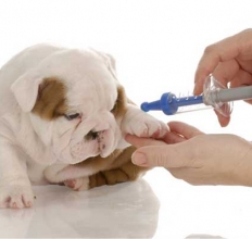 PHÒNG KHÁM THÚ Y NÂU PET