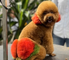 Cạo lông bàn chân, lông bụng, hậu môn