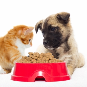 Tư vấn dinh dưỡng: Hướng dẫn chế độ ăn uống phù hợp.