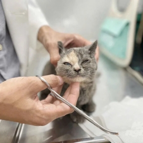 Khám và điều trị bệnh: Chẩn đoán và điều trị các bệnh lý thường gặp ở thú cưng.