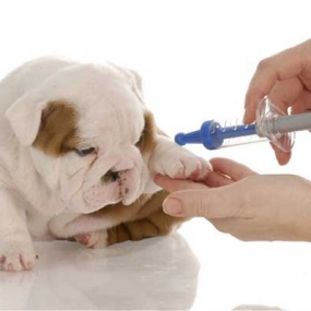 Tiêm phòng: Cung cấp các loại vắc-xin cần thiết để phòng ngừa bệnh tật.