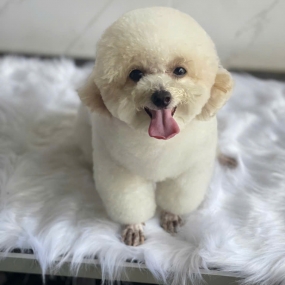 Spa thú cưng bình Dương