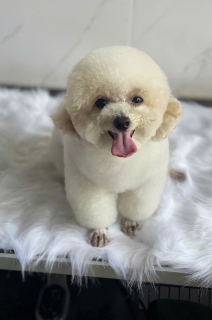 PHÒNG KHÁM THÚ Y NÂU PET